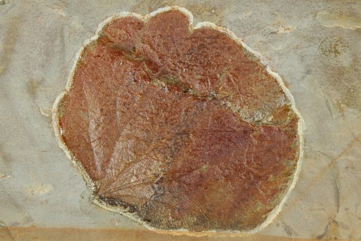 Fossil Leaf (Zizyphoides) - Montana #190326